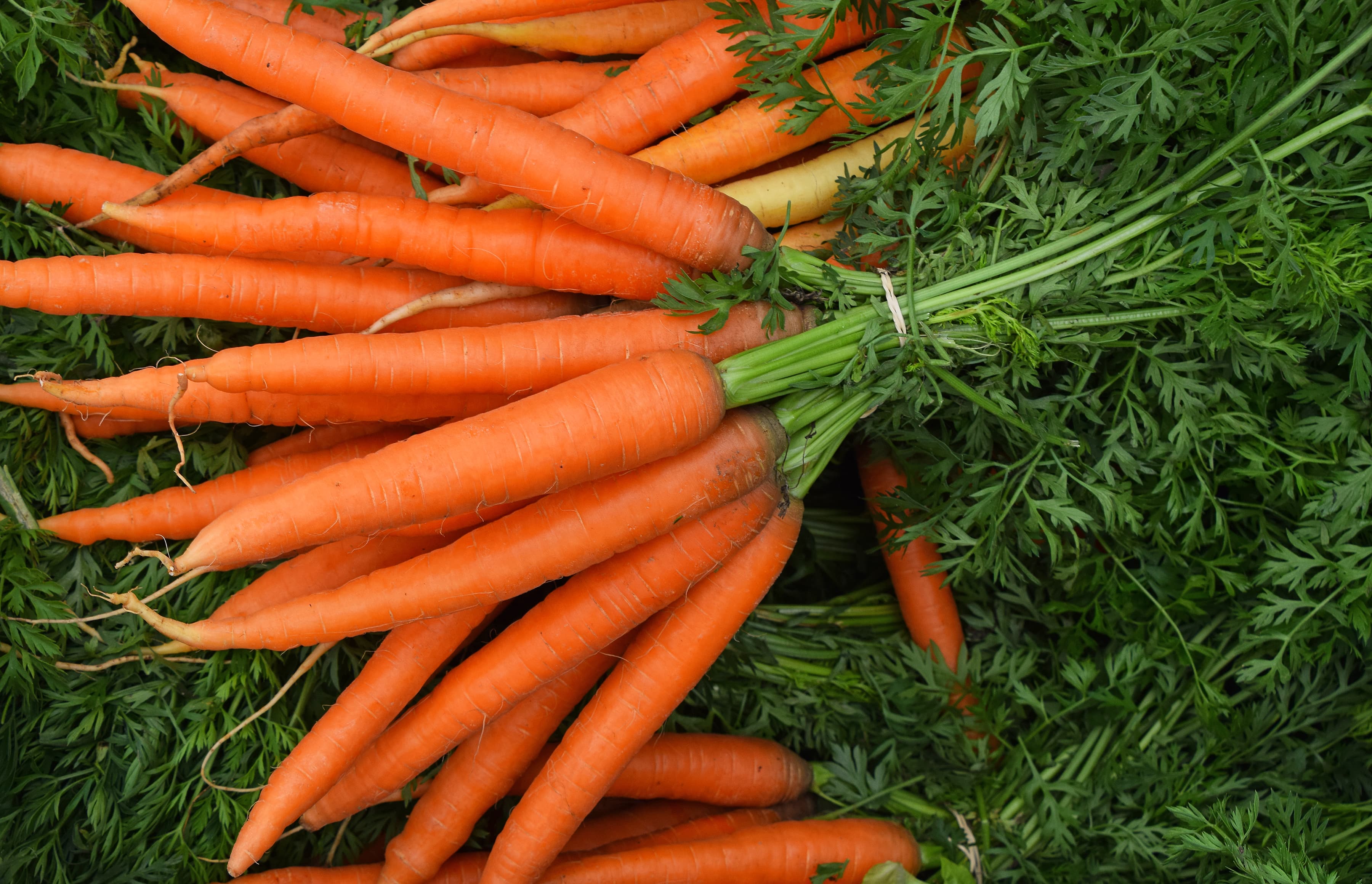 Carrot (Orange, Red, Black)