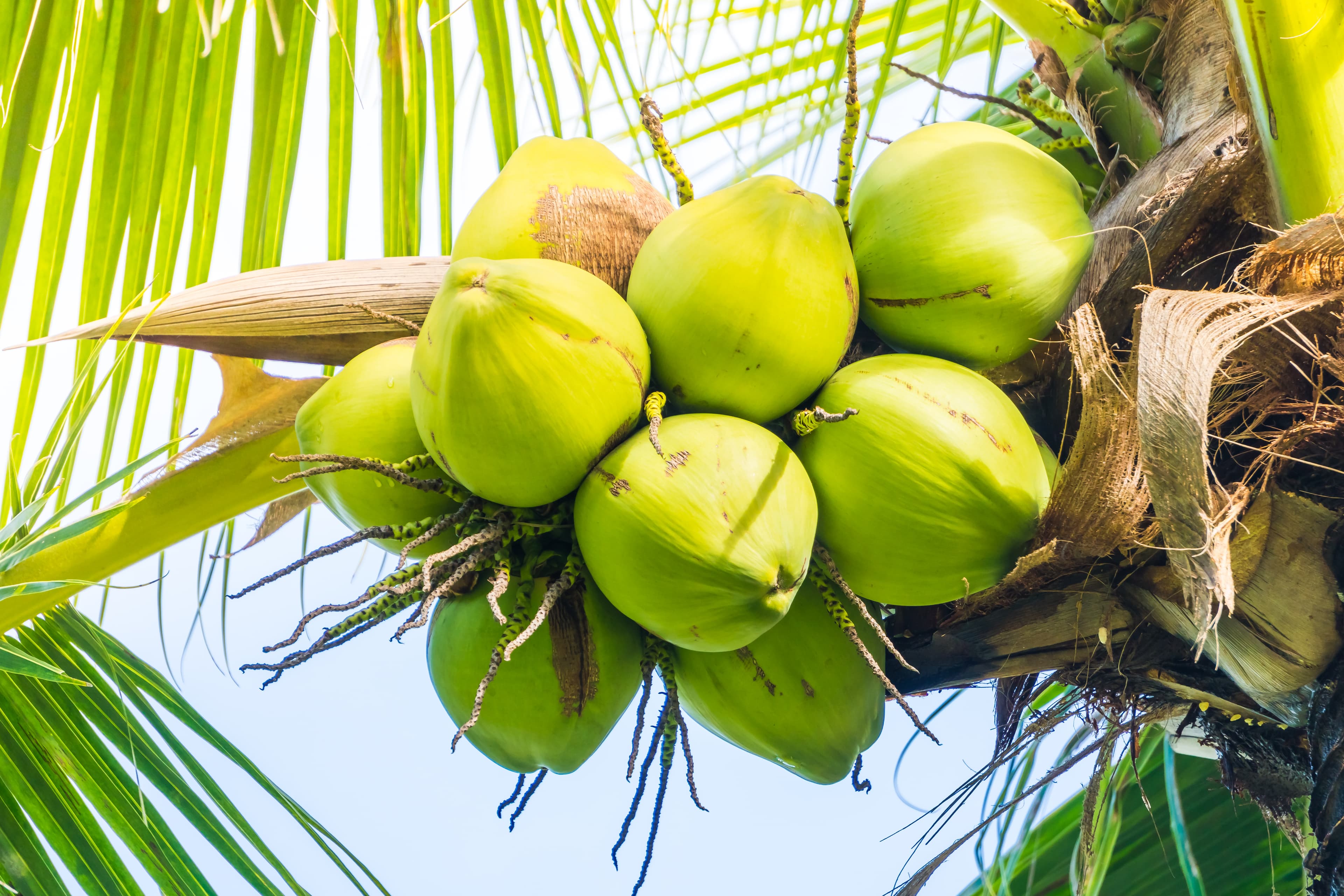 Coconut (Whole, Copra, Desiccated)