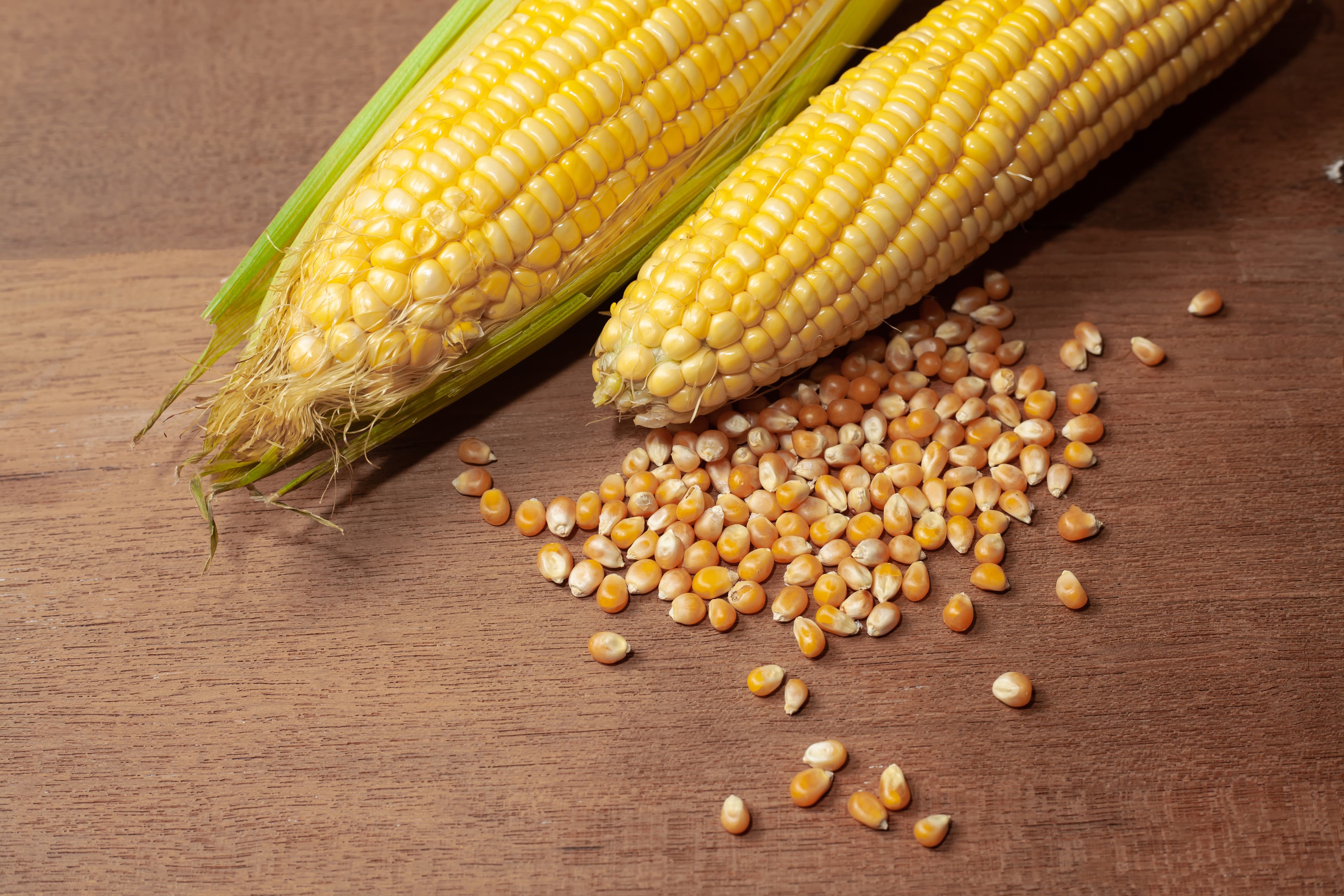 Maize (Corn) (Yellow, White, Sweet Corn)