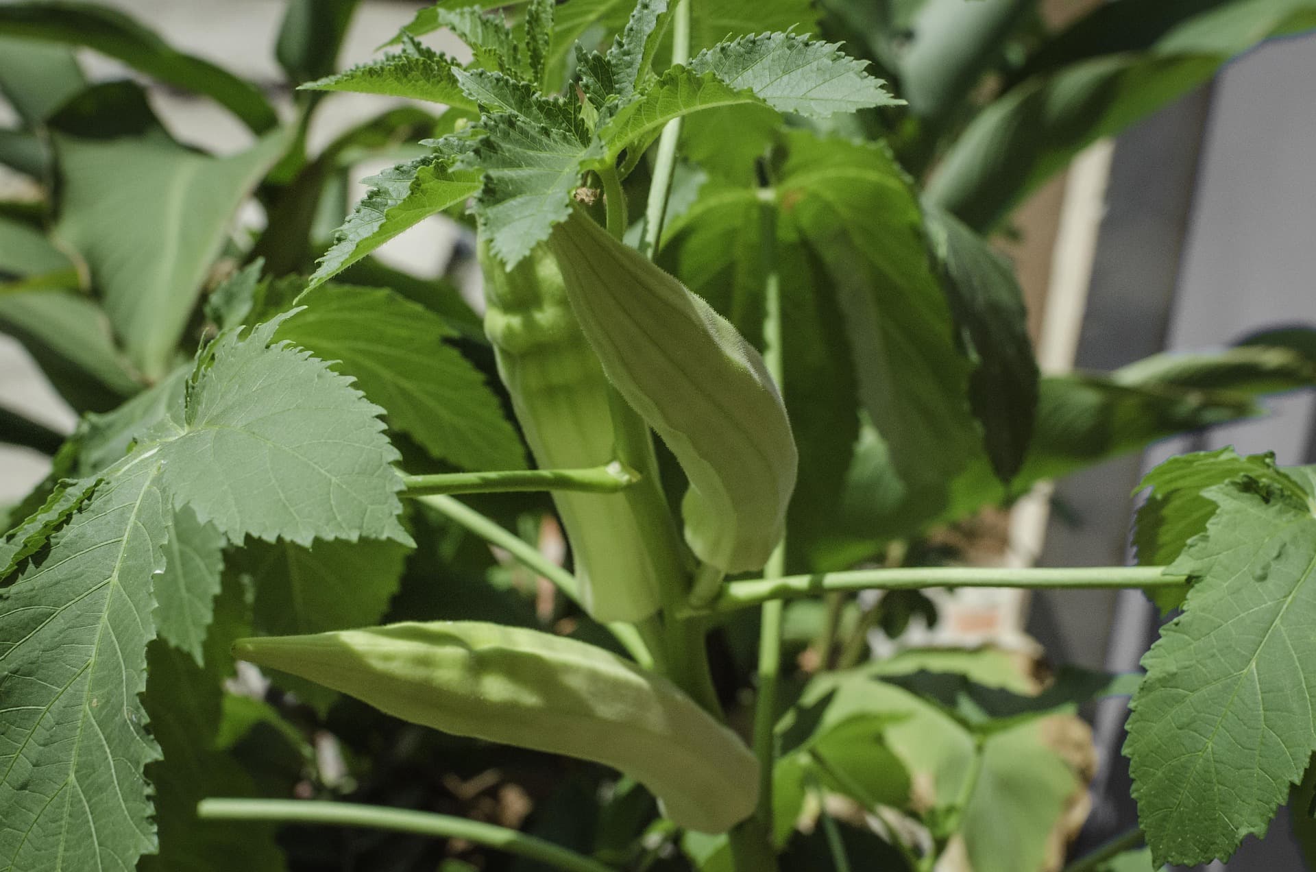 Okra (Lady’s Finger)