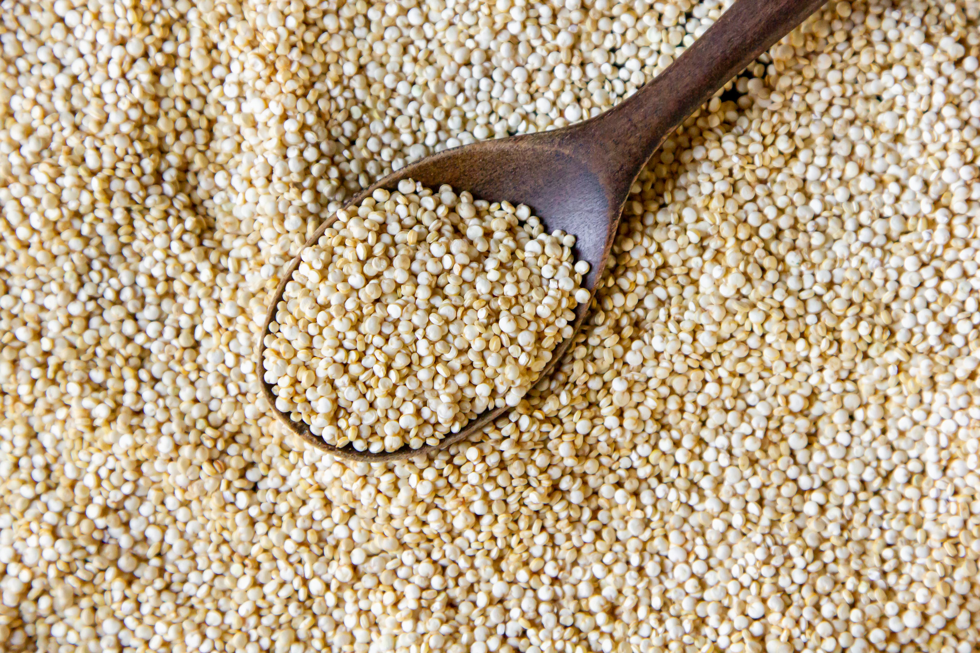 Sorghum (Jowar) (White, Yellow, Red)